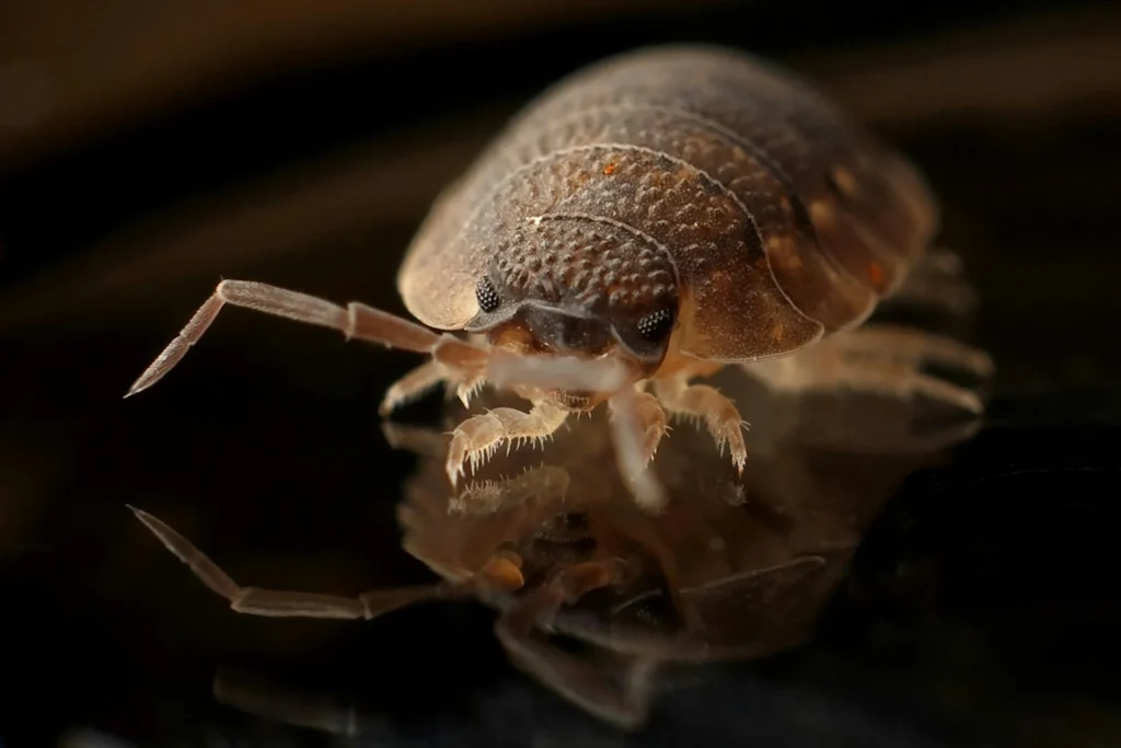 Bed-Bug-Treatment - Woodside Best Pest Pros | Woodside, NY | 631-502-4644