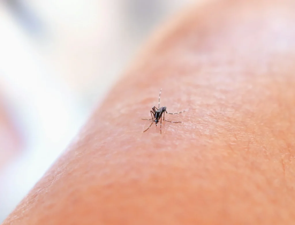 Mosquito Control - Woodside Best Pest Pros | Woodside, NY | 631-502-4644